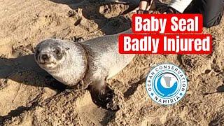 Baby Seal Injured Badly