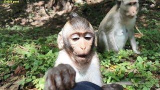 Hungry baby Bella & mom Sirika are trying to convince & begging for food, cute baby monkey feeding