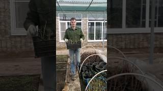 Из теплицы в пленочные туннели.
