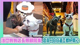 【Kakato 特約 寵物店長之日常】法鬥狗狗店長照顧同事　店員︰日日返工都好開心