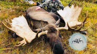 Alaskan Moose Hunt BIGGEST MOOSE WE HAVE EVER SEEN!!!!!! - Stuck N The Rut 113