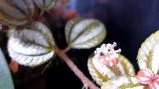 Pilea involucrata ejecting pollen in a dart frog vivarium