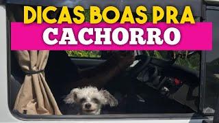 DICAS PARA VIAJAR DE CARRO COM SEU CACHORRO! T2 EP.5