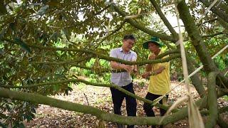 CANH TÁC THÔNG MINH: DINH DƯỠNG CHO SẦU RIÊNG GIAI ĐOẠN CHẠY TRÁI