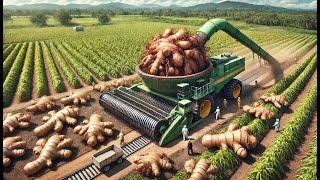 How Farmers Grow and Harvest Ginger: Ginger Processing Factory | Farming Documentary