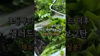 샐러드 채소 추천 / 유러피안소프트샐러드 / 샐러드 정보 2탄