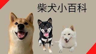 柴犬小百科【品種動物系列】