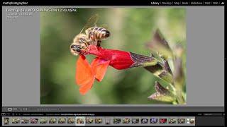 NEW Leica Q3 43mm | Apo-Summicron Macro Quality