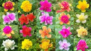 Cindrella 23 colors - Portulaca 30 colors for sale online - Pathumani Poovu - Whatsapp : 9445450701