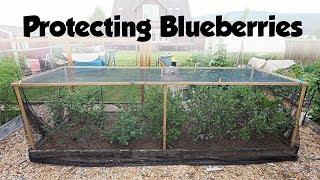 Protecting Blueberries from Birds