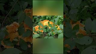Гриб ТСЖ, кто заказывал курочку? #шортс #shorts #mushroom #ChickenoftheWoods #ChickenWoods #грибТСЖ