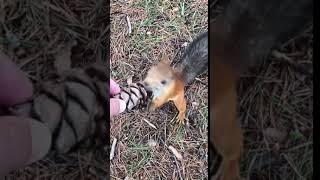 Hungry squirrel Surgut