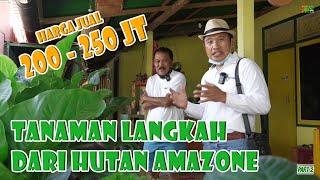 HARTA KARUN DARI HUTAN AMAZONE