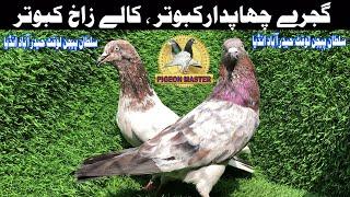 Indian Zaakh Pigeons | Sultan Pigeon Loft |Old Indian Pigeon Breeds | Chapdar Gujray Kabootar