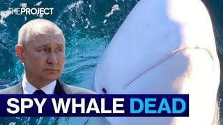 Alleged Russian Spy Whale Found Dead