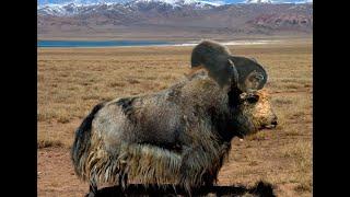 Amazing Tibet yak!