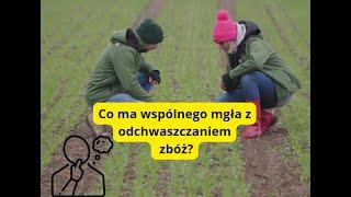 Pogotowie polowe: co ma wspólnego mgła z odchwaszczaniem zbóż?