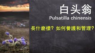 花落即白头，白头翁的养护与管理 (Pulsatilla chinensis )