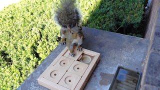 Squirrels' reactions to sudoku puzzle