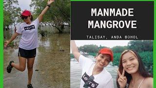 MANMADE MANGROVE FOREST IN TALISAY, ANDA BOHOL