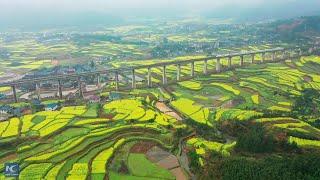 China's bullet train running over rape flower fields