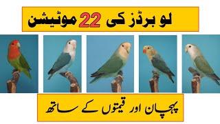 Mutations of Love Birds | Types of Lovebirds | All mutations of Lovebirds