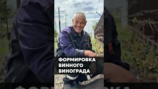 ФОРМИРОВКА ВИННОГО ВИНОГРАДА #дача #огород #сад #виноград