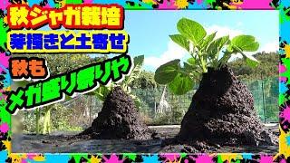 秋ジャガイモの失敗しない栽培方法 Part3 「芽掻きと土寄せ編」芽掻きをしくじるとイイ芋ができません