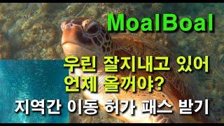 [ENG] 세부 모알보알 스노클링. 파낙사마비치 바다거북이, 정어리 떼 포인트. 세부 TOP10 비치중 한 곳 화이트비치 2021년 4월 30일