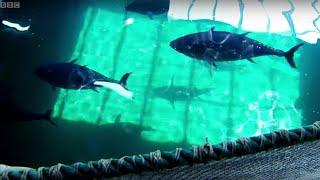 Breeding Southern Bluefin Tuna | Australia with Simon Reeve | BBC