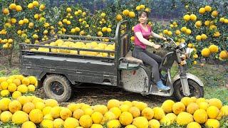 Use 3-wheeled Vehicle Harvesting Many Grapefruit Goes To Countryside Market Sell - Farm Life