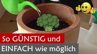 Grow ohne Dünger, nur mit Wasser  – Wie und wann ginge das?