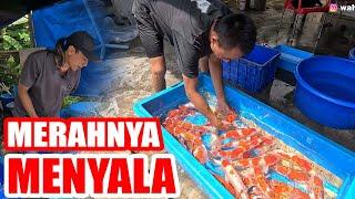 YANG HARUS DISIAPKAN SEBELUM IKAN KOI DIJUAL