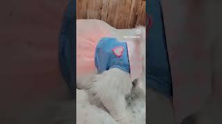 Adorable White Cat in a Tutu Dress#catfashion #petstyle #cutecat #tutudress