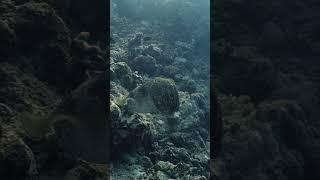 Giant Cuttlefish in the Great Barrier Reef 