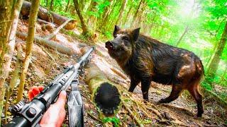 Survival: The Danger Of The Hunt For Wild Pigs