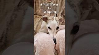 5 Must Haves For Whippets