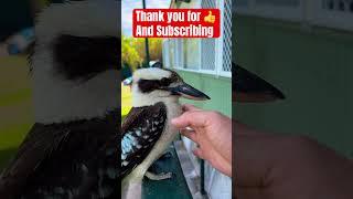  How to Carry 🫲 🫱 a Kookaburra  #kookaburra #bird #australianbird