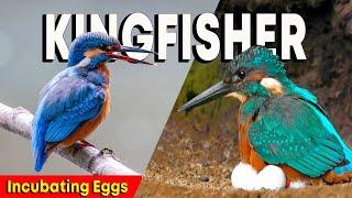 Kingfisher incubating Eggs in Underground Nest