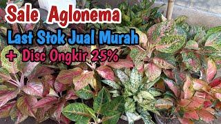 Sale Aglonema