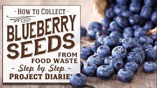  How to: Collect Free Blueberry Seeds from Food Waste (A Complete Step by Step Guide)