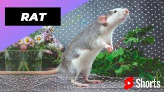 Rat  One Of The Most Intelligent Animals In The World #shorts