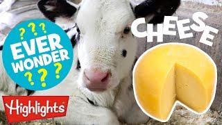 Did You Ever Wonder How Cheese Is Made? | Highlights Kids