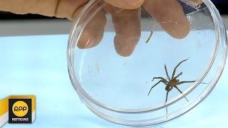 ¿Qué hacer ante una picadura de araña?│RPP