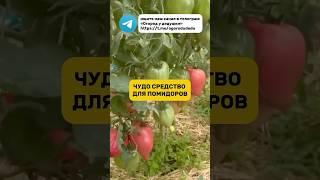 Крупные и вкусные помидоры выращиваю при помощи этой подкормки #огород #подкормка #помидоры