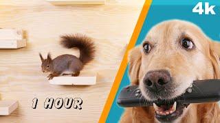 Cat & Dog TV - Squirrel shelf ( 1 Hour, 4K )