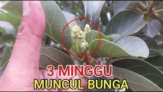 REAL....!!!! JUST DO THIS SIMPLE THING AVOCADO FLOWERS