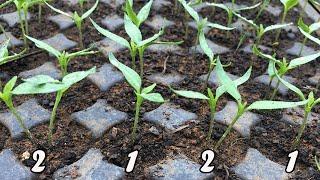 Ganito ako magpunla ng Sili, Talong at Kamatis? How to prepare Solanaceous Seedlings?