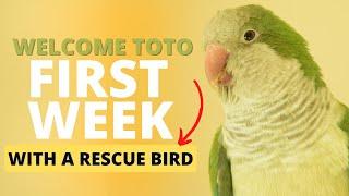 First Week With a Rescue Bird | Topics