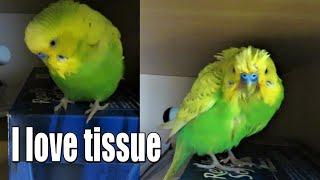 This Happens When Bird Eat Tissue - VLOG #15 Pedro the Budgie